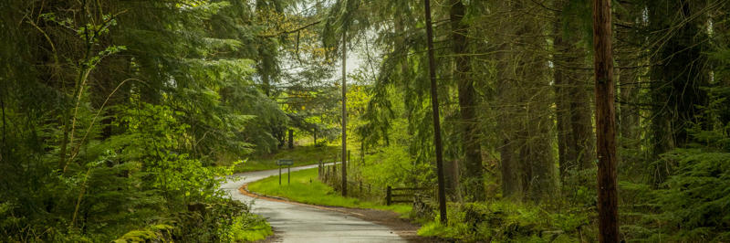 Beecraigs - Path with Trees on the side