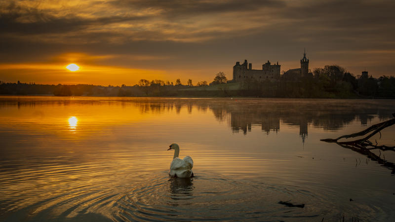 Linlithgow - image of duck in a pond at sunset