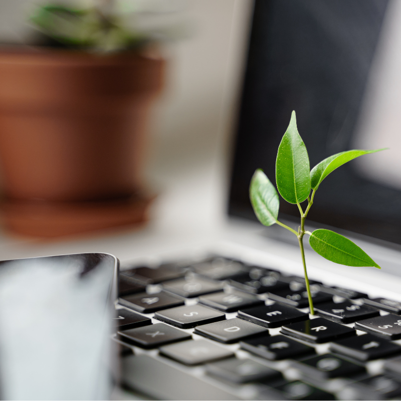 Business Sustainability - image of a plant growing from a keyboard