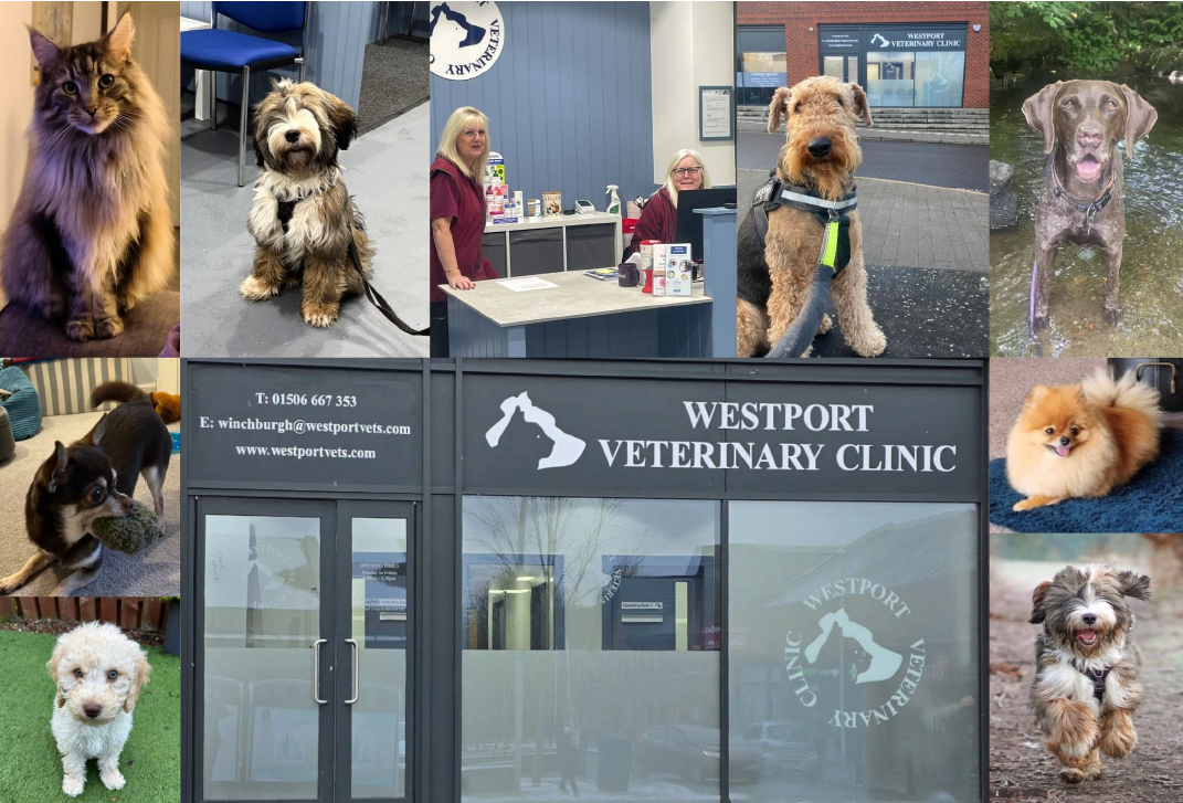 Happy Pets As Westport Vets Opens New Winchburgh Branch Invest In happy-pets-as-westport-vets-opens-new-winchburgh-branch-invest-in